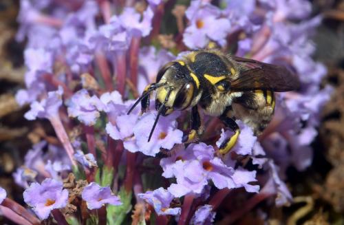 Anthidium florentinum